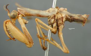 Media type: image; Entomology 10419   Aspect: habitus lateral view